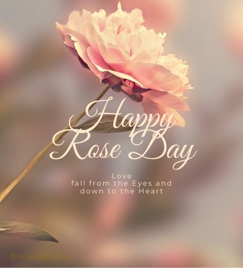 Beautiful happy rose day pics