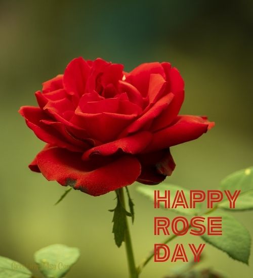 Happy Rose Day wallpaper